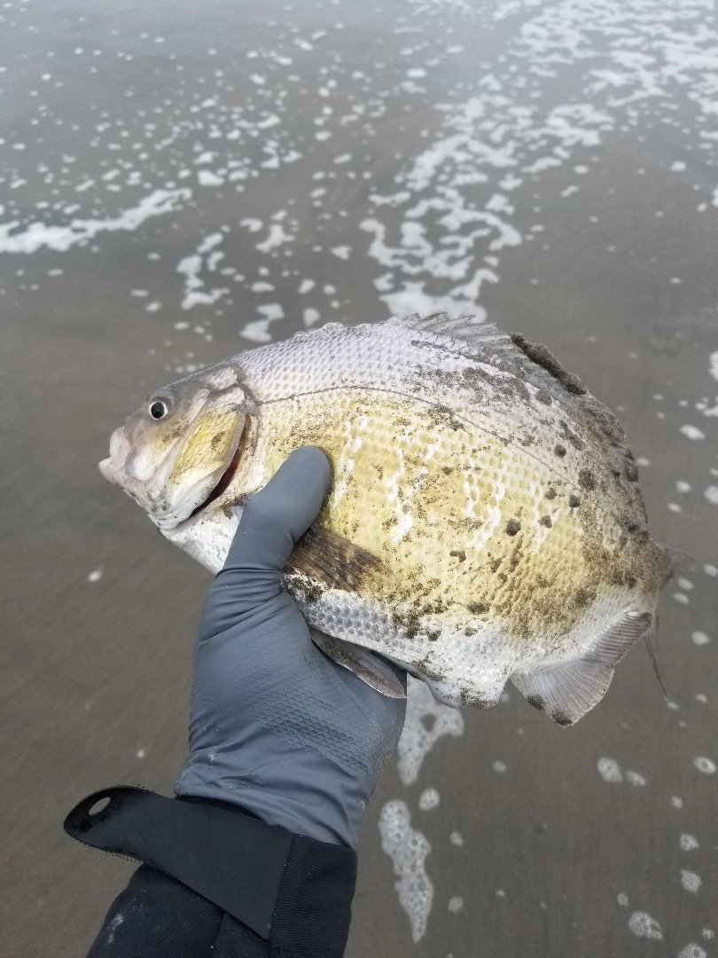 Light Tackle Surfperch on the Lucky Craft 